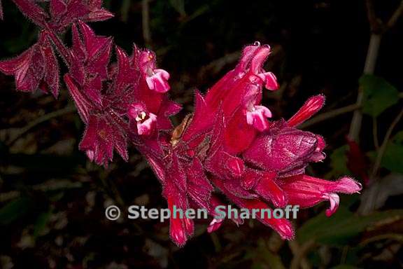 salvia wagneriana 5 graphic